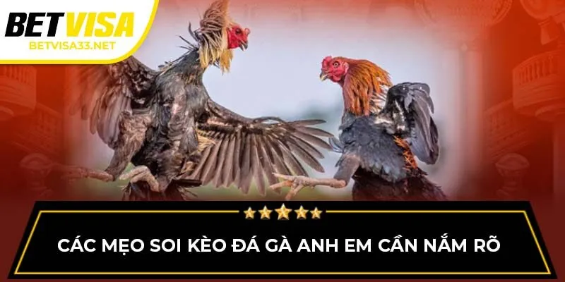 Các mẹo soi kèo đá gà anh em cần nắm rõ