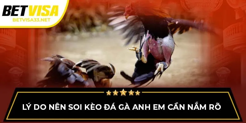 Lý do nên soi kèo đá gà anh em cần nắm rõ
